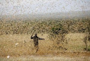 Read more about the article Effects of Locusts and Other Pests on Wheat Straw