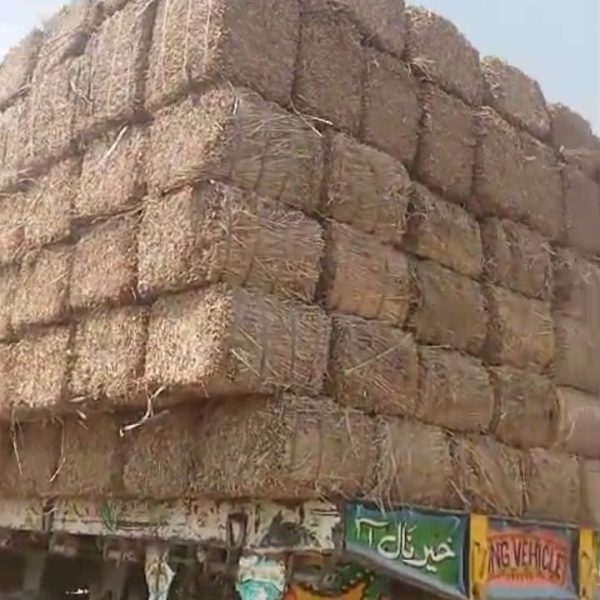 Sesame straw for Biomass at Babar Aziz Balers Pakistan