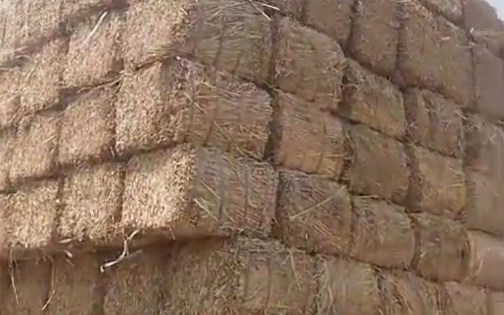 Sesame straw for Biomass at Babar Aziz Balers Pakistan