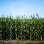 What Is Corn Silage? — Guide for Pakistani Dairy & Feed Users