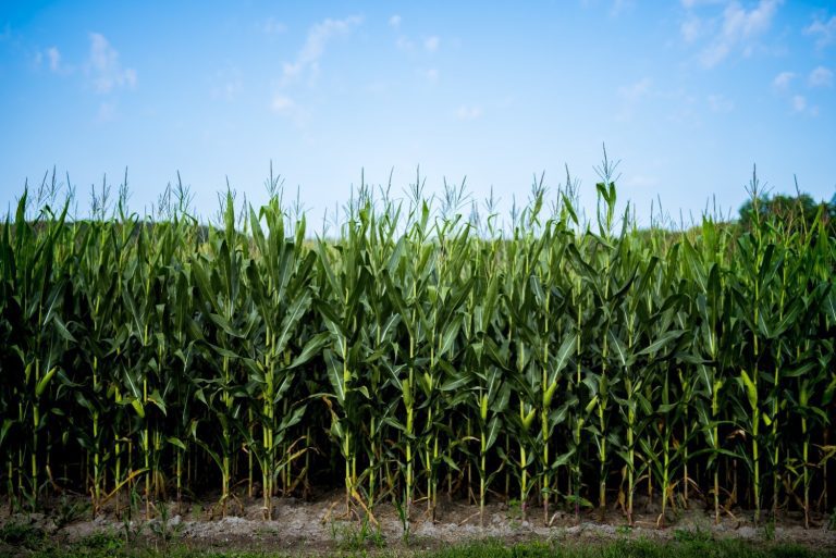 Read more about the article Why Silage is the Future of Animal Feed in Pakistan