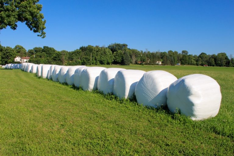 silage bales