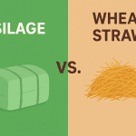 Silage vs. Wheat Straw: Why Pakistan is Switching & How to Adapt