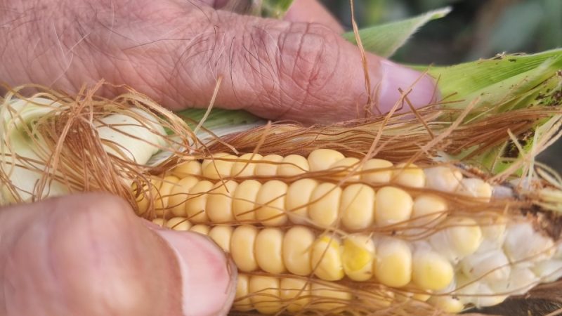 "meticulously inspecting maize crop quality before procurement for silage making."