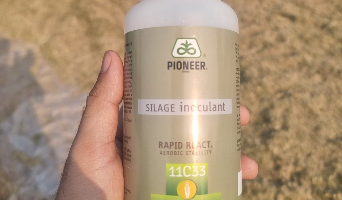 “Pioneer 11C33 silage inoculant imported from Pioneer Seeds USA, used to ensure fast fermentation, reduced spoilage, and high nutrient retention in our corn silage. Product details at https://www.pioneer.com/us/products/forages/inoculants.html.”
